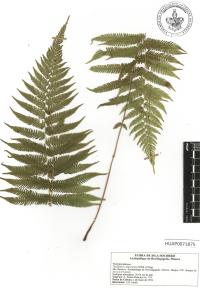 Amauropelta oligocarpa image